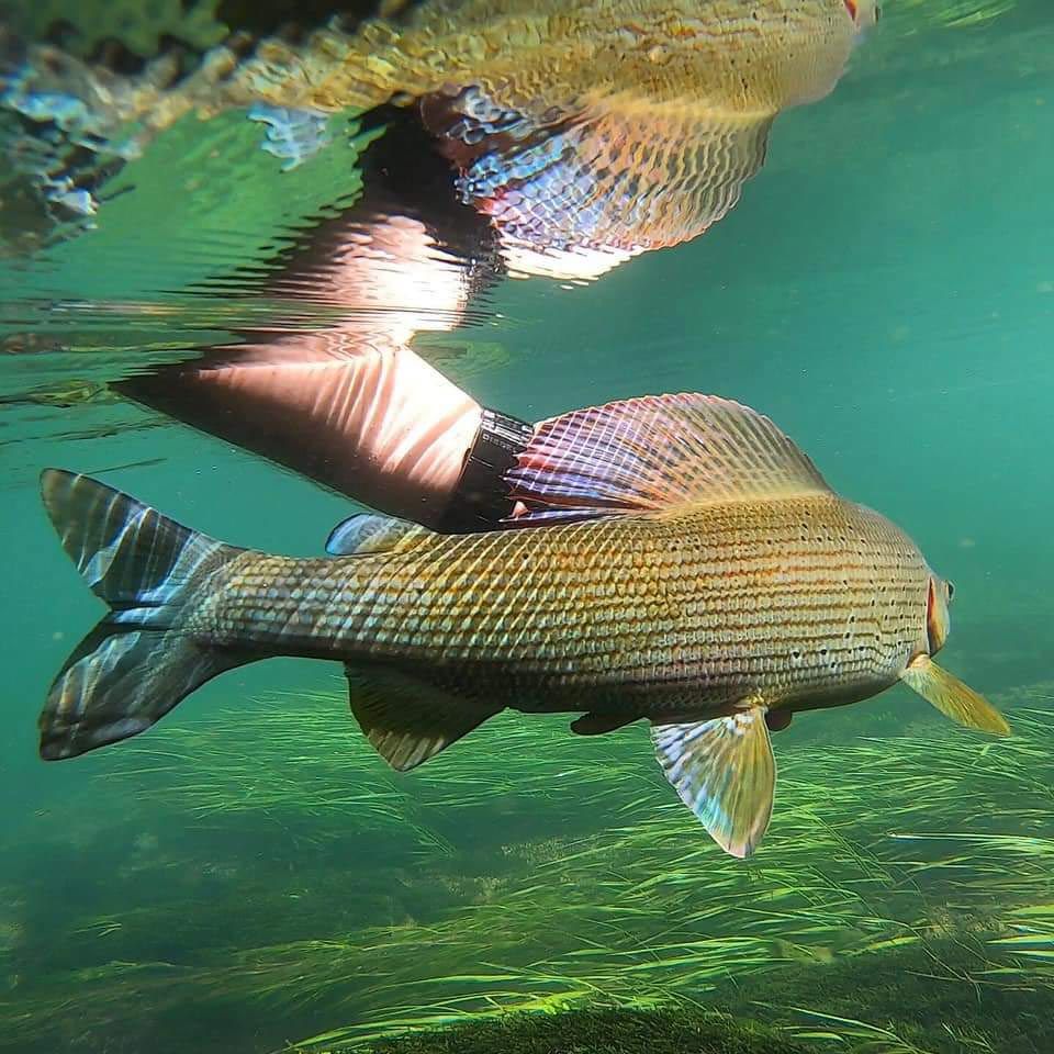 Stage pêche a la mouche - Technique de pêche - Cours - Guide de pêche - Occitanie - USA - Espagne 