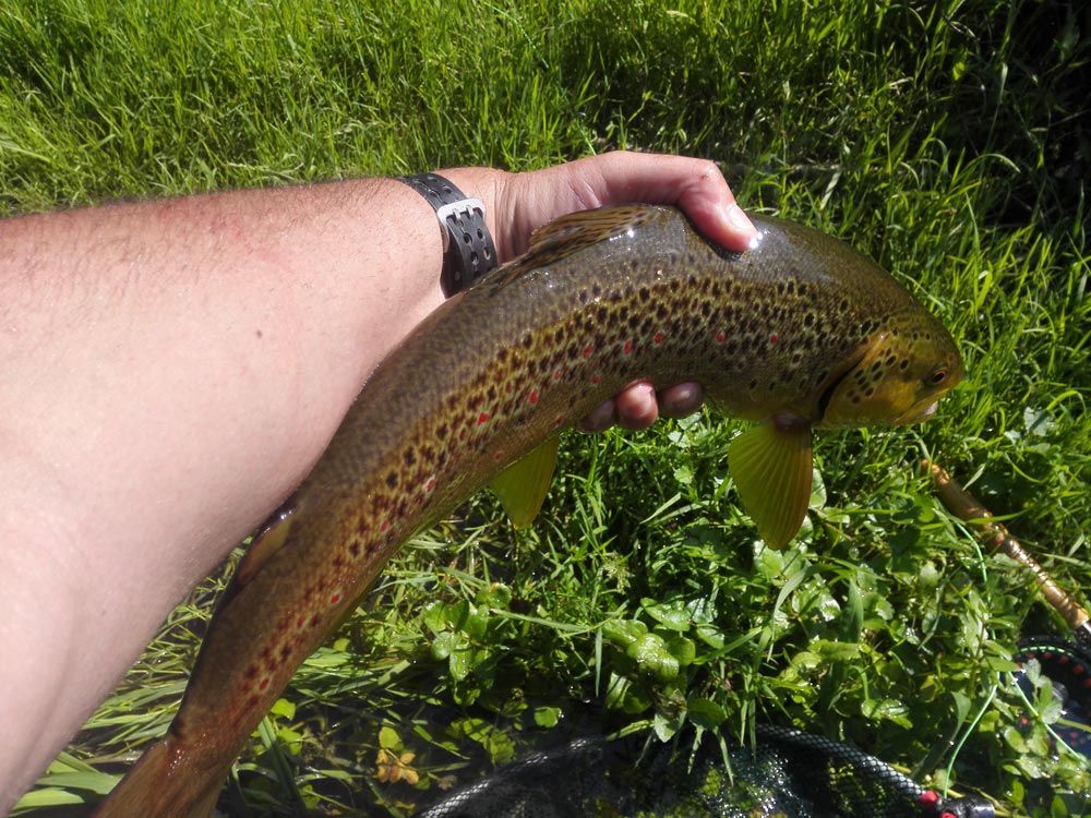 Stage pêche a la mouche - Technique de pêche - Cours - Guide de pêche - Occitanie - USA - Espagne 