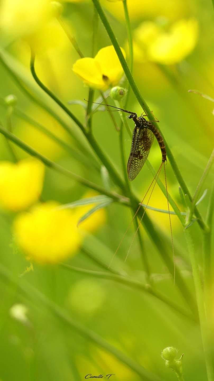 Stage pêche a la mouche - Technique de pêche - Cours - Guide de pêche - Occitanie - USA - Espagne 