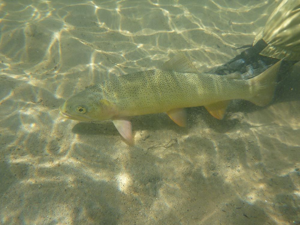 Stage pêche a la mouche - Technique de pêche - Cours - Guide de pêche - Occitanie - USA - Espagne 