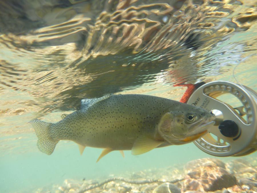 Stage pêche a la mouche - Technique de pêche - Cours - Guide de pêche - Occitanie - USA - Espagne 